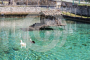 Duck in the water Santa Maria del Molise, Isernia