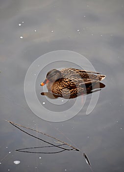 Duck on water surface