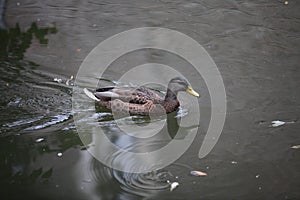 A duck on water with trailing waves
