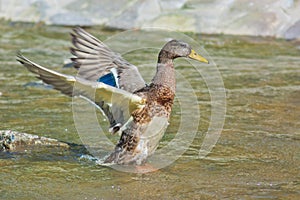 Duck waving its wings on a stream