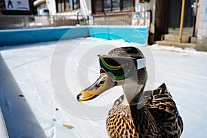 duck wearing ski glasses next to an iceskating rink