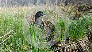Duck in the weeds photo