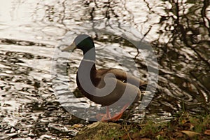 Bassin de la muette - France - A duck only Mallard in front of the lake. photo