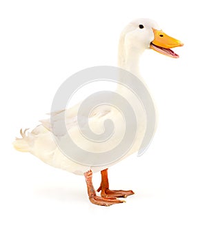 Duck on white.