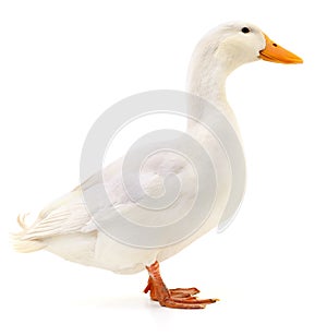 Duck on white.