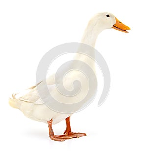 Duck on white