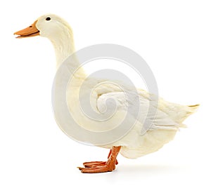 Duck on white