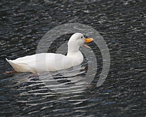 Duck white