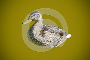 Duck on white background BW