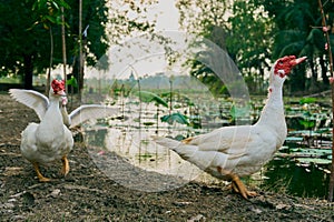 Duck white (Cairina moschata) in outdoor nature