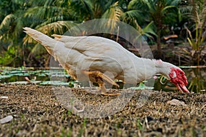 Duck white (Cairina moschata) in outdoor nature