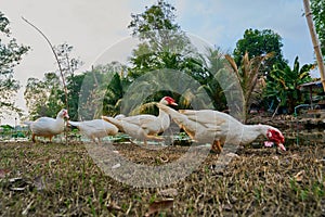 Duck white (Cairina moschata) in outdoor nature