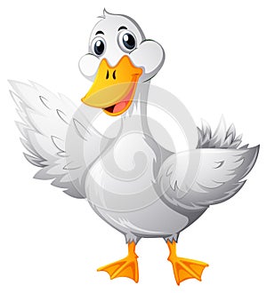 Duck with white feather