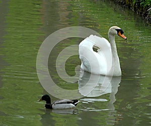 Duck and white swan photo