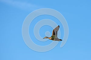 Duck wild, female, flying, and blue sky