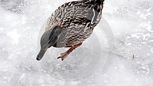 Duck are wild in winter on frozen water.