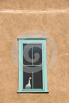 Duck on the window. New Mexico.