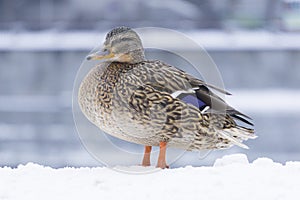 Duck in winter on a snowy pond or river in January. Wild waterfowl in nature