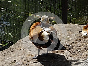 Duck in the zoo cleans feathers.