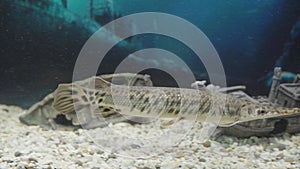 Duckbill catfish in the zoo. Lepisosteus platyrhincus.