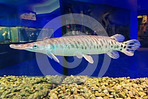 Duckbill catfish in the zoo. Lepisosteus platyrhincus. Panzer pike, or long-finned pike Lepisosteus, a genus of freshwater and