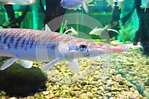 Duckbill catfish in the zoo. Lepisosteus platyrhincus. Panzer pike, or long-finned pike Lepisosteus, a genus of freshwater and