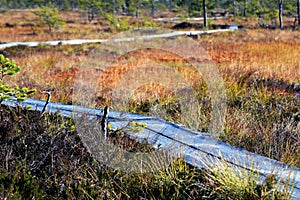 Duckboards through colorful autumn bog.