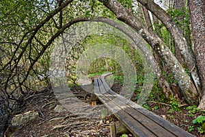 Duckboards going through tunnel of trees