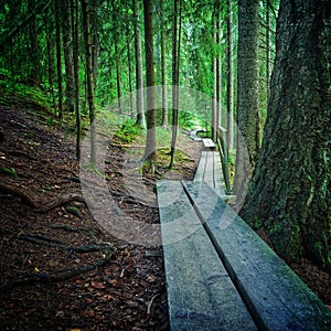 Duckboards leading through green forest