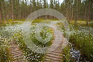 Duckboards path in forest leading through grass among bright summer clearing