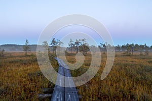 Duckboards on a swamp