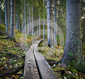 Duckboards in the woods in autumn