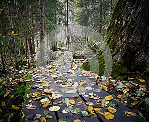 Duckboards in the woods in autumn