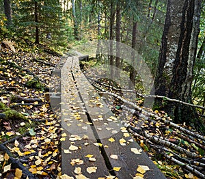 Duckboards in the woods in autumn