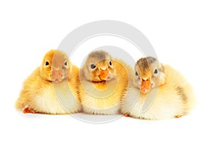 Duckies isolated photo