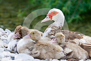 Duckies near mum photo