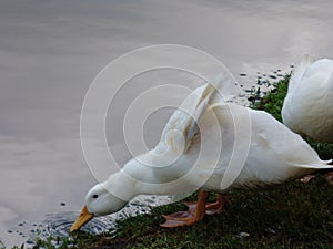 Ducking For A Drink