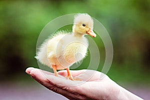 Ducklin in a man's hand