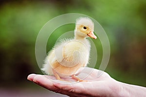 Ducklin in a man's hand
