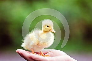 Ducklin in a man's hand