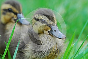 Duckling