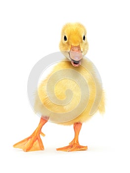 Duckling photo