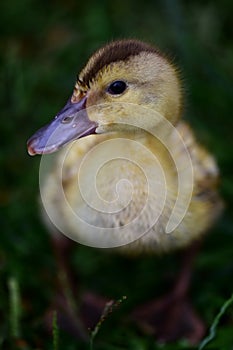 Duckling