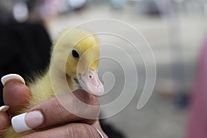 Duckling