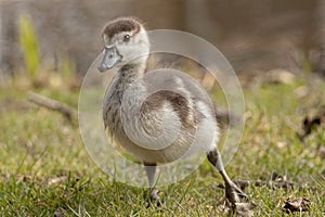 Duckling photo