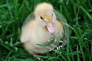 Duckling