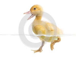 Duckling (7 days old) swimming and quacking, isolated