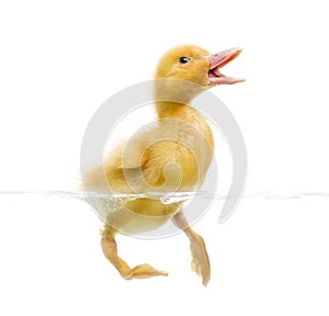 Duckling (7 days old) swimming and quacking, isolated