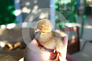 A duckling is a baby duck. Ducklings usually learn to swim by following their