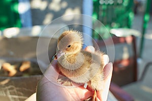 A duckling is a baby duck. Ducklings usually learn to swim by following their mothe